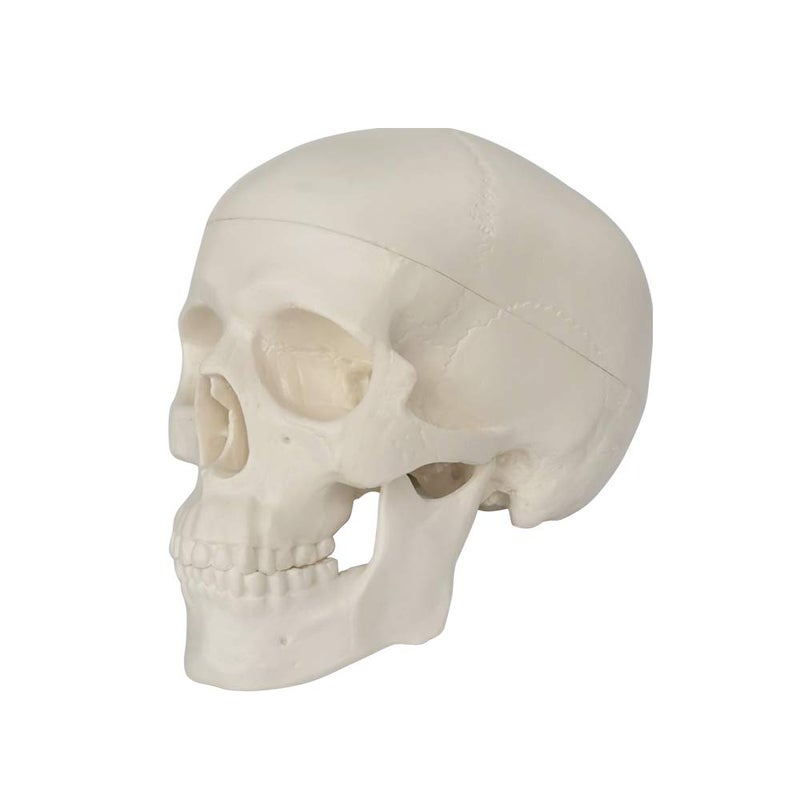 EVOTECH SCIENTIFIC Mini Human Skull Model, 3 Parts Palm-Sized Anatomy Skull Model with Removable Skull Cap & Full Set Teeth, School Teaching-Learning Tool, Fun Decorations Halloween Decorations Pirate Themed Decorations - Image 4